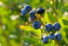 Borovnica kao najperspektivnija voćna sorta