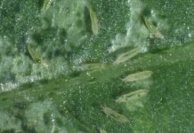 Grinje tripsi kao štetočine u povrću i cveću tokom zime