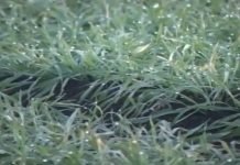 Kaljenje biljaka u cilju povećanja sposobnosti prezimljavanja