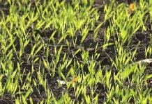 Da li smo na pragu nestašice semena? – Evo šta najviše brine naše proizvođače