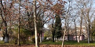 Peticija „Pošumimo Vojvodinu“ – bez izmena zakona šuma nema