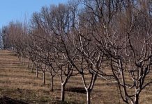 Zahlađenje loše utiče na voće i useve