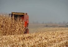 Gajenje useva u monokulturi smanjuje prinos