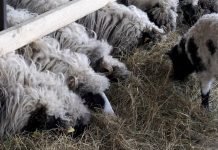 Oprema za ishranu i napajanje ovaca