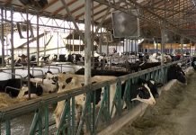 Proizvođači mleka – Ako ministarka ne prihvati predloge organizovaćemo proteste