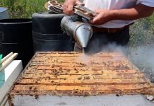 Kako i zašto pčele koriste propolis