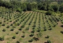 Uzgojni oblici za uzgoj leske