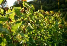 Uticaj vlažnosti zemljišta i vazduha na razvoj i plodonošenje vinove loze