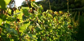 Uticaj vlažnosti zemljišta i vazduha na razvoj i plodonošenje vinove loze