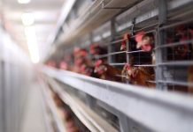 Živnarstvo je posao sa brzim obrtom kapitala – Zašto u Srbiji i dalje postoji problem sa plasmanom?