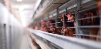 Živnarstvo je posao sa brzim obrtom kapitala – Zašto u Srbiji i dalje postoji problem sa plasmanom?