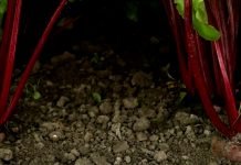 Kako saditi, đubriti i gajiti cveklu?