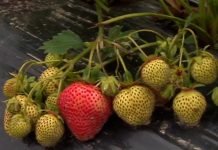 Nove sorte jagoda – Vendi, Vivaldi i Džajv