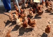 Koke nosilje – Intenzitet proizvodnje konzumnih jaja zavisi od hrane i vode