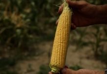 Uzgoj kukuruza šećerca