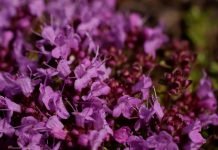 Razmnožavanje i nega majčine dušice