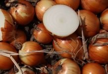 Luk u plasteniku tokom zimskog perioda za mesec dana