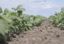 Nove sorte povrća otporne na sušu