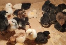 Neophodni uslovi za uzgajanje pilića