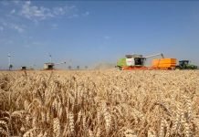 Kako se boriti sa cikadama u pšenici?