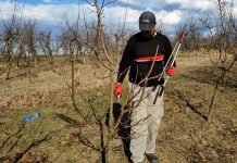 Pripreme za rezidbu su u toku, a rezidba dunje može da Vam donese ili odnese veliki deo roda