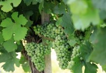 Tipovi rezidbe vinove loze