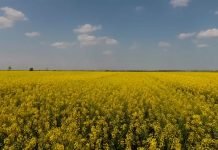 Kako odbraniti uljanu repicu od insekata štetočina?