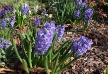 Kako i kada saditi zumbule?