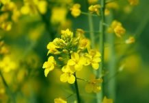 Kratak dan ili dugi dan, kako to utiče na rast i razvoj kultura koje gajite?