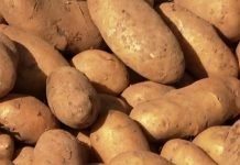 Kako sačuvati krompir u toku zime