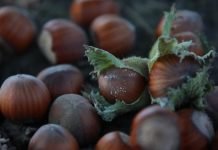 Uticaj rezidbe na rodnost i prinose leske