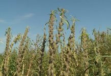 Susam – Bogatstvo gvožđa, kalcijuma i drugih minerala i vitamina