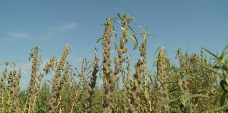 Susam – Bogatstvo gvožđa, kalcijuma i drugih minerala i vitamina