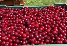 Problematičan plasman višnje