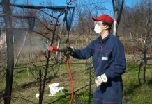 Primena bakarnog prskanja u zasadima voća i vinove loze