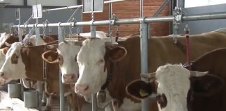 Udruženje odgajivača goveda: Blokade puteva ukoliko država ne reši pitanje mleka i žitarica