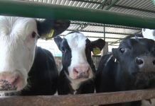 Počela izrada Nacrta Zakona o podsticajima