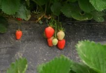 Objavljen pravilnik o podsticajima u voćarstvu