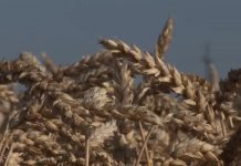 Visok nivo zaraze biljnim bolestima u zasadima pšenice