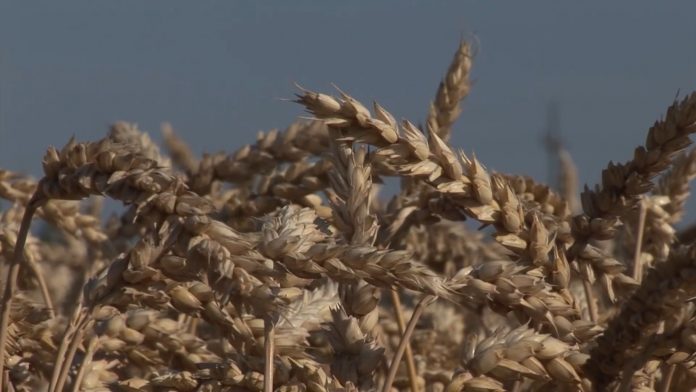 Pšenica bolesti