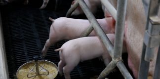 Afrička kuga ozbiljno preti svinjarstvu Srbije