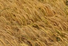 Mrežasta pegavost listova ječma – Simptomi i suzbijanje