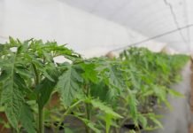 Pokrajina daje 90 miliona dinara za podizanje plastenika