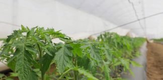 Pokrajina daje 90 miliona dinara za podizanje plastenika