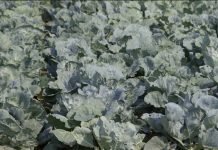 Rani kupus na otvorenom polju