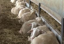 Proizvodnja ovčijeg mleka i 4 faktora koji utiču na mlečnost