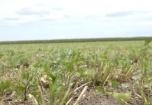 Koliko je isplativa proizvodnja peršuna korenaša?