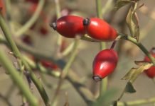 Saveti za gajenje šipka na plantaži