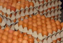 Koliko dugo jaja mogu da se čuvaju, a da se ne pokvare?