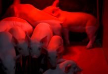 Nadzor i kontrola životinja na gazdinstvu